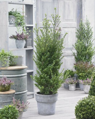 Houx Crénelé / Ilex Crenata Dark Green 80-100 cm
