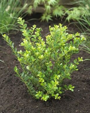 Houx Crénelé / Ilex Crenata Green Hedge 15-20 cm