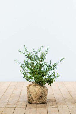 Houx crénelé Ilex crenata 'Green Hedge' Haie 25-30 Pot Houx Crénelé / Ilex Crenata Green Hedge 25-30 cm