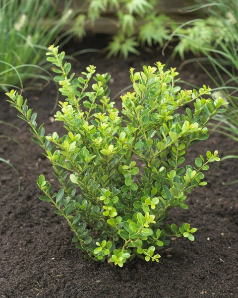 Houx crénelé Ilex crenata 'Green Hedge' Haie 25-30 Pot Houx Crénelé / Ilex Crenata Green Hedge 25-30 cm