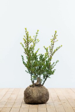 Houx crénelé Ilex crenata 'Green Hedge' Haie 40-60 Motte Houx Crénelé / Ilex Crenata Green Hedge 40-60 cm
