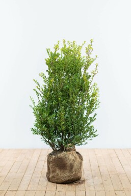 Houx crénelé Ilex crenata 'Green Hedge' Haie 80-100 Motte Houx Crénelé / Ilex Crenata Green Hedge 80-100 cm