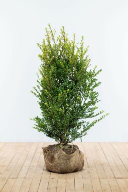 Houx crénelé Ilex crenata 'Green Hedge' Haie 100-125 Motte Houx Crénelé / Ilex Crenata Green Hedge 100-125 cm