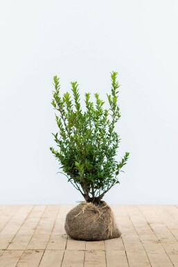 ChĂȘne Ilex maximowicziana 'Kanehirae' Haie 30-40 Pot Houx CrĂ©nelĂ© / Ilex Maximowicziana Kanehirae 30-40 cm