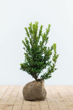 Chêne Ilex maximowicziana 'Kanehirae' Haie 40-60 Pot