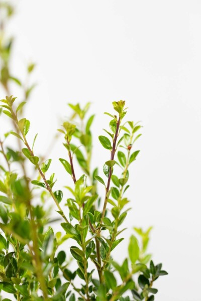 Chêne Ilex maximowicziana 'Kanehirae' Haie 60-80 Motte Houx Crénelé / Ilex Maximowicziana Kanehirae 60-80 cm