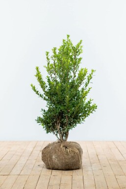 Houx Crénelé / Ilex Maximowicziana Kanehirae 80-100 cm