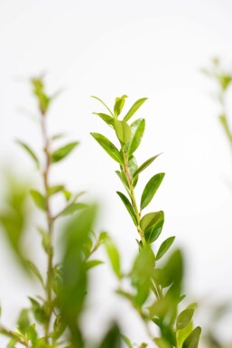 Houx Crénelé / Ilex Maximowicziana Kanehirae 80-100 cm