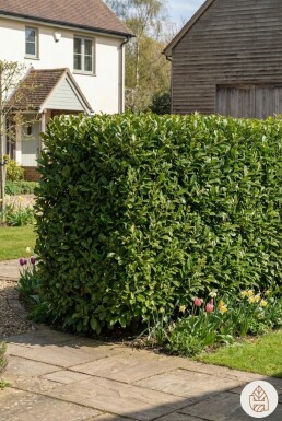 Laurier-palme / Prunus Laurocerasus Caucasica 80-100 cm