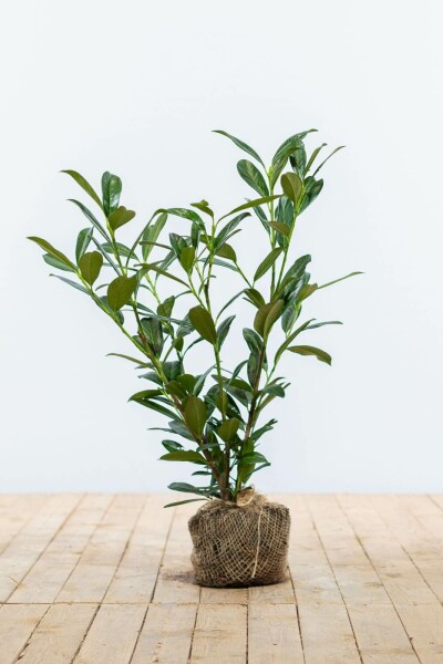 Laurier-palme / Prunus Laurocerasus Caucasica 60-80 cm