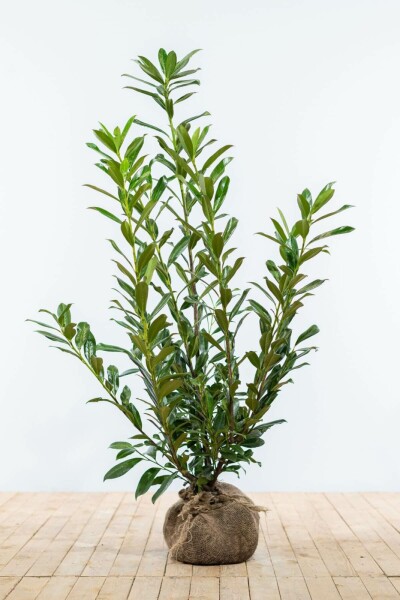 Laurier-palme / Prunus Laurocerasus Caucasica 100-125 cm