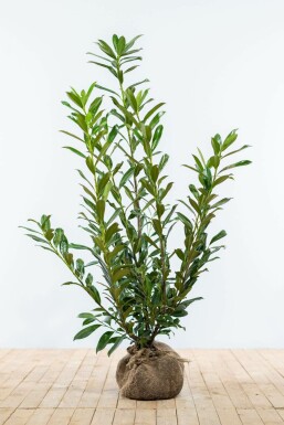 Laurier-palme / Prunus Laurocerasus Caucasica 100-125 cm