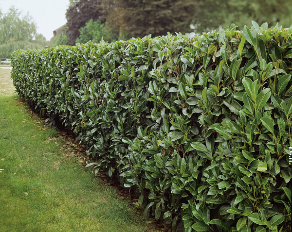 Laurier-palme / Prunus Laurocerasus Caucasica 100-125 cm