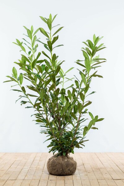 Laurier-palme / Prunus Laurocerasus Caucasica 125-150 cm