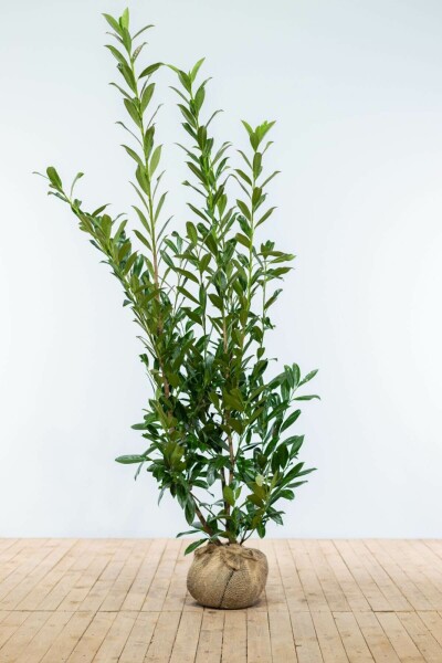 Laurier-palme / Prunus Laurocerasus Caucasica 150-175 cm