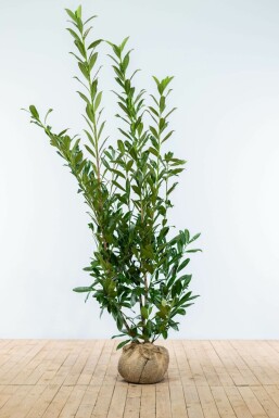 Laurier-palme / Prunus Laurocerasus Caucasica 150-175 cm