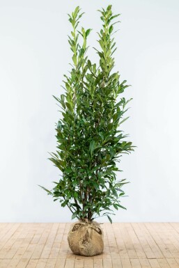 Laurier-palme / Prunus Laurocerasus Caucasica 175-200 cm