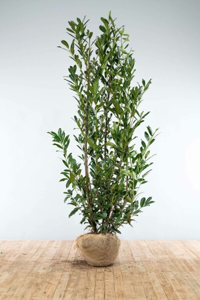 Laurier-palme / Prunus Laurocerasus Caucasica 200-225 cm