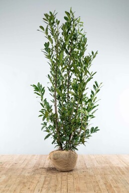 Laurier-palme / Prunus Laurocerasus Caucasica 200-225 cm