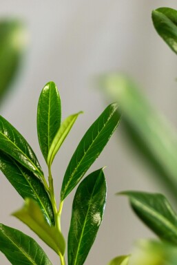 Laurier-palme / Prunus Laurocerasus Caucasica 200-225 cm
