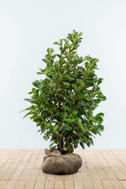 Prunier laurier-cerise Prunus laurocerasus 'Etna' Haie 100-125 Motte Laurier-cerise / Prunus Laurocerasus Etna 100-125 cm