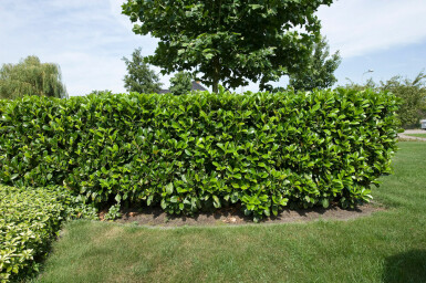 Laurier-cerise / Prunus Laurocerasus Etna 100-125 cm