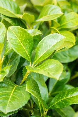 Laurier-cerise / Prunus Laurocerasus Etna 100-125 cm - Motte