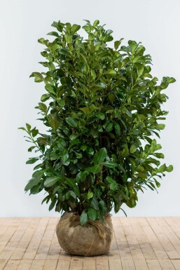 Prunier laurier-cerise Prunus laurocerasus 'Etna' Haie 125-150 Motte Laurier-cerise / Prunus Laurocerasus Etna 125-150 cm