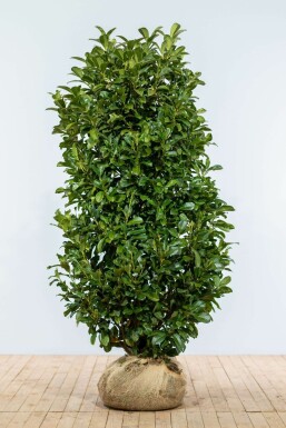 Laurier-cerise / Prunus Laurocerasus Etna 150-175 cm
