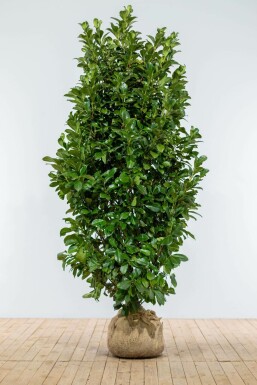 Prunier laurier-cerise Prunus laurocerasus 'Etna' Haie 175-200 Motte Laurier-cerise / Prunus Laurocerasus Etna 175-200 cm