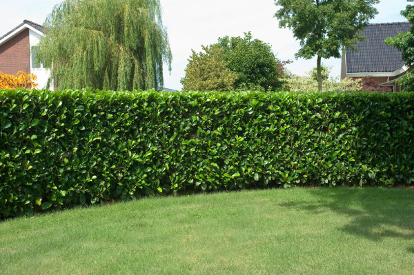 Prunier laurier-cerise Prunus laurocerasus 'Etna' Haie 175-200 Motte Laurier-cerise / Prunus Laurocerasus Etna 175-200 cm