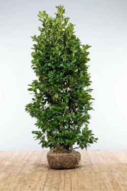 Prunier laurier-cerise Prunus laurocerasus 'Etna' Haie 200-225 Motte Laurier-cerise / Prunus Laurocerasus Etna 200-225 cm