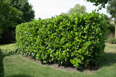 Laurier-cerise / Prunus Laurocerasus Etna 200-225 cm