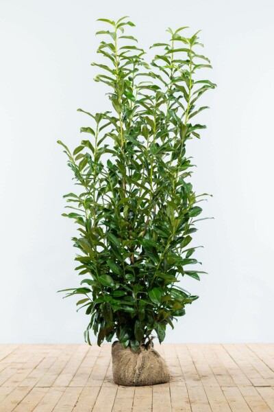 Laurier-cerise / Prunus Laurocerasus Genolia 125-150 cm