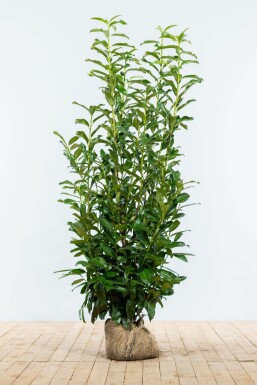 Laurier-cerise / Prunus Laurocerasus Genolia 125-150 cm