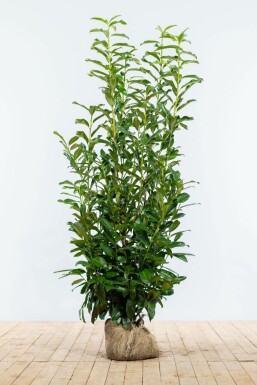 Prunier laurier-cerise Prunus laurocerasus 'Genolia' Haie 125-150 Motte