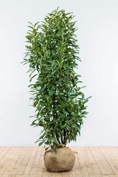 Laurier-cerise / Prunus Laurocerasus Genolia 150-175 cm