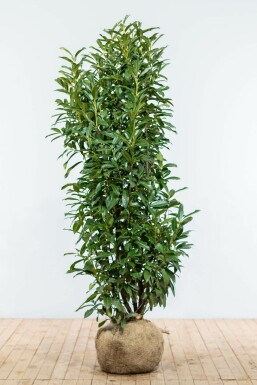 Laurier-cerise / Prunus Laurocerasus Genolia 150-175 cm