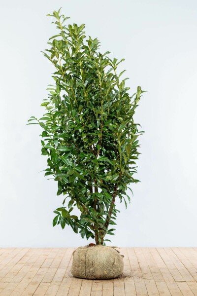 Laurier-cerise / Prunus Laurocerasus Genolia 175-200 cm