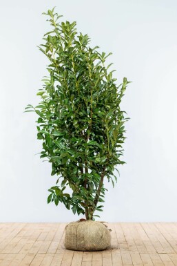 Laurier-cerise / Prunus Laurocerasus Genolia 175-200 cm