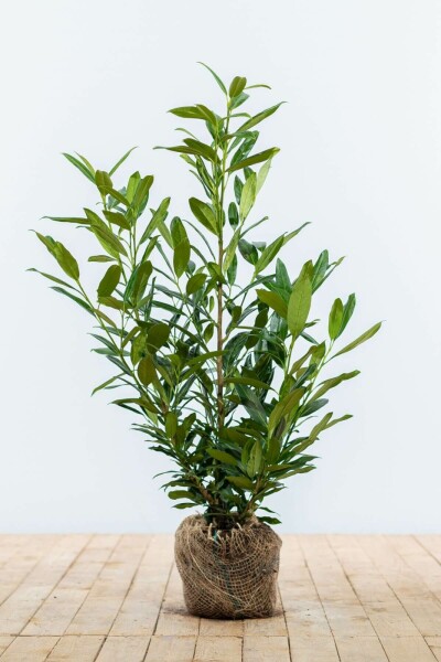 Laurier-palme / Prunus Laurocerasus Herbergii 60-80 cm