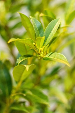 Laurier-palme / Prunus Laurocerasus Herbergii 60-80 cm