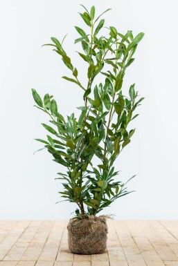 Laurier-palme / Prunus Laurocerasus Herbergii 80-100 cm