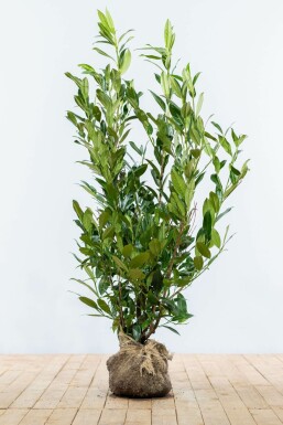 Laurier-palme / Prunus Laurocerasus Herbergii 100-125 cm