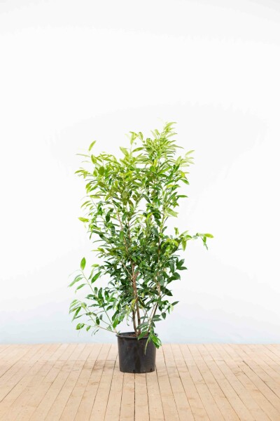 Laurier-palme / Prunus Laurocerasus Herbergii 125-150 cm