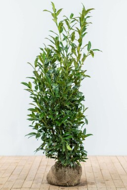 Laurier-palme / Prunus Laurocerasus Herbergii 125-150 cm