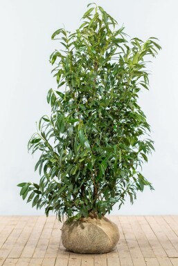 Laurier-palme / Prunus Laurocerasus Herbergii 150-175 cm