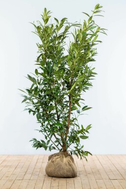 Laurier-palme / Prunus Laurocerasus Herbergii 175-200 cm