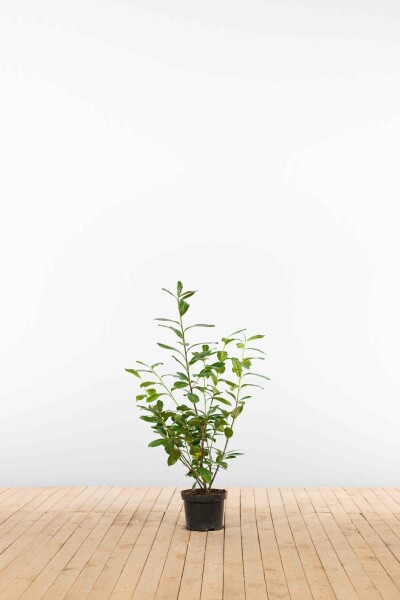 Laurier-palme / Prunus Laurocerasus Novita 60-80 cm