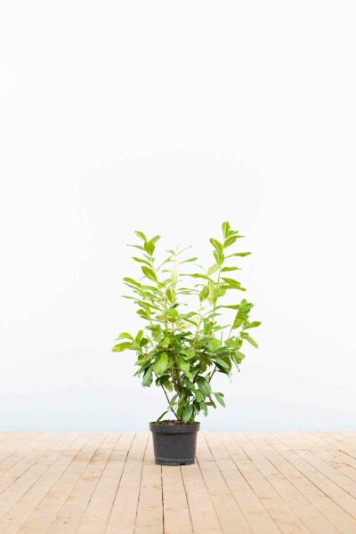 Laurier-palme / Prunus Laurocerasus Novita 80-100 cm